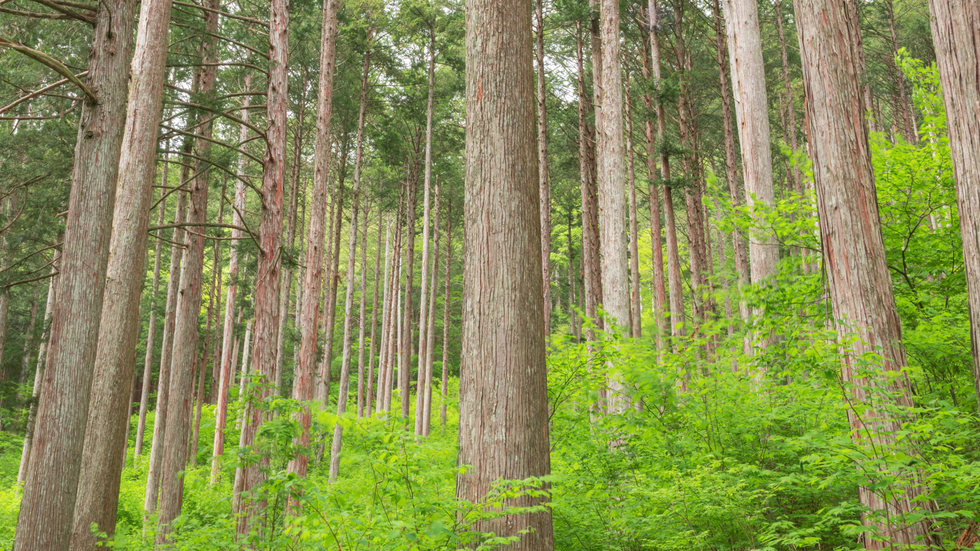 国産ひのきの構造材